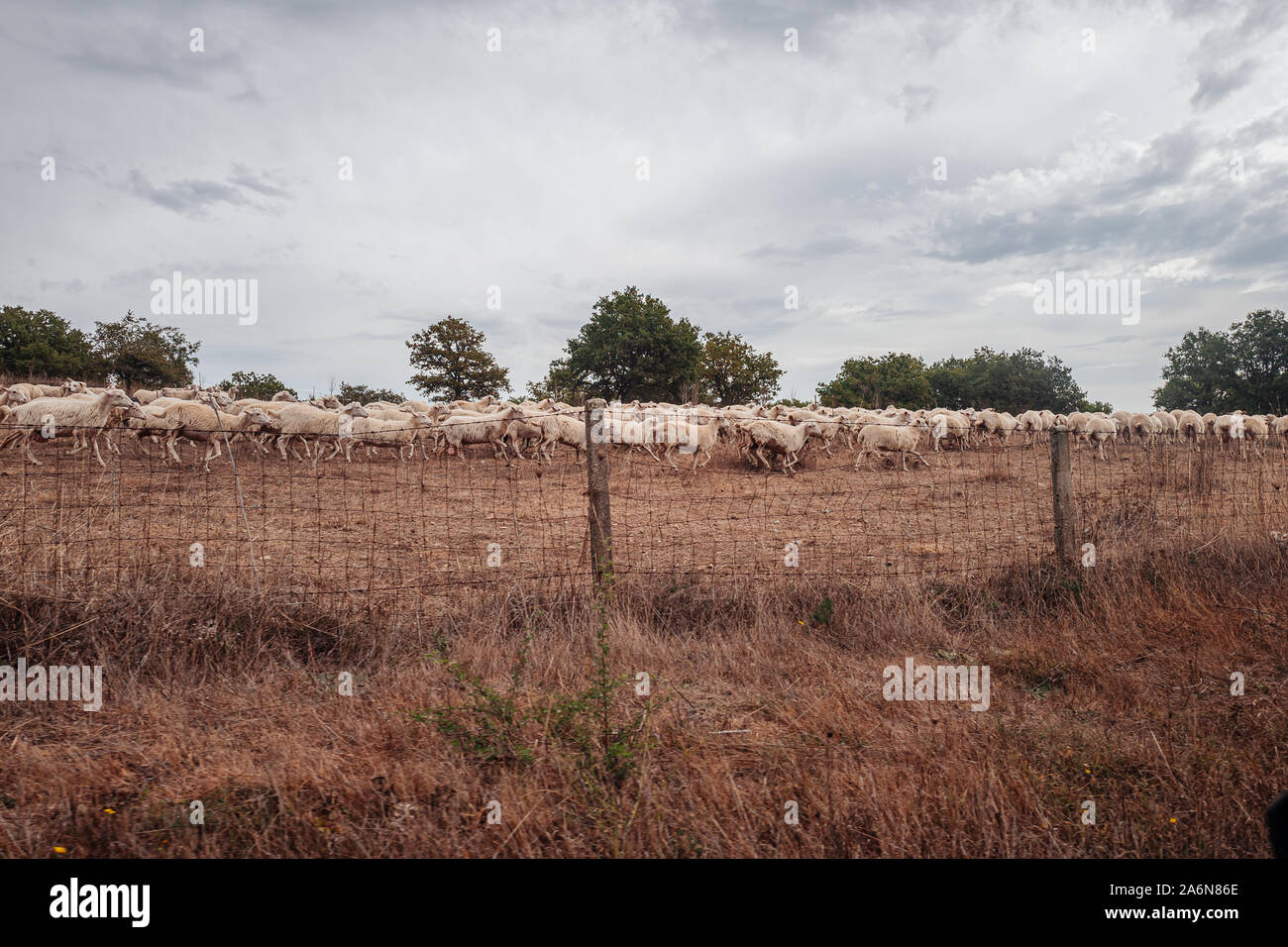 Weidende Schafe in der Landschaft von Sardinien, Italien Stockfoto