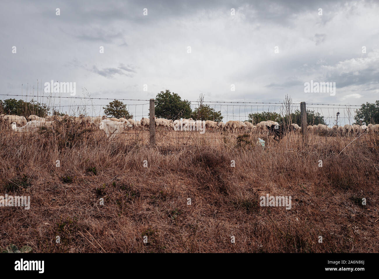 Weidende Schafe in der Landschaft von Sardinien, Italien Stockfoto