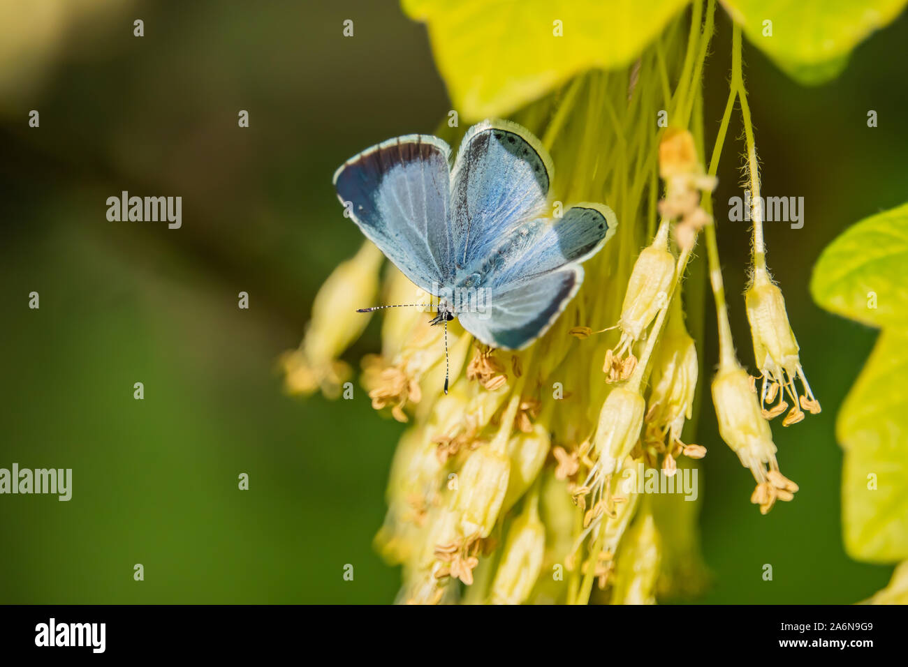 Holly Blue Butterfly auf Maple Blumen im Frühling Stockfoto