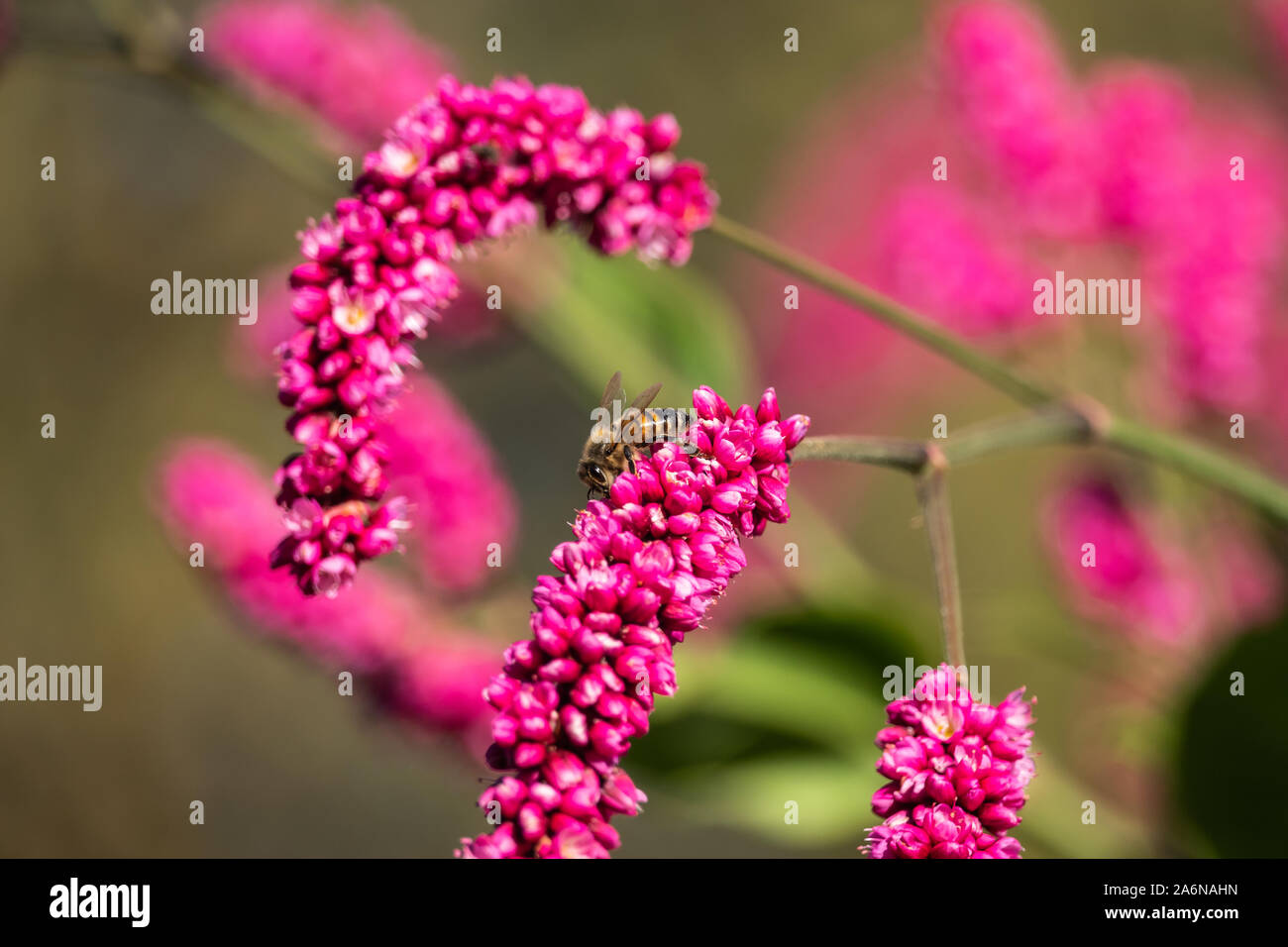 Biene auf Kiss Me Über das Gartentor Blumen Stockfoto