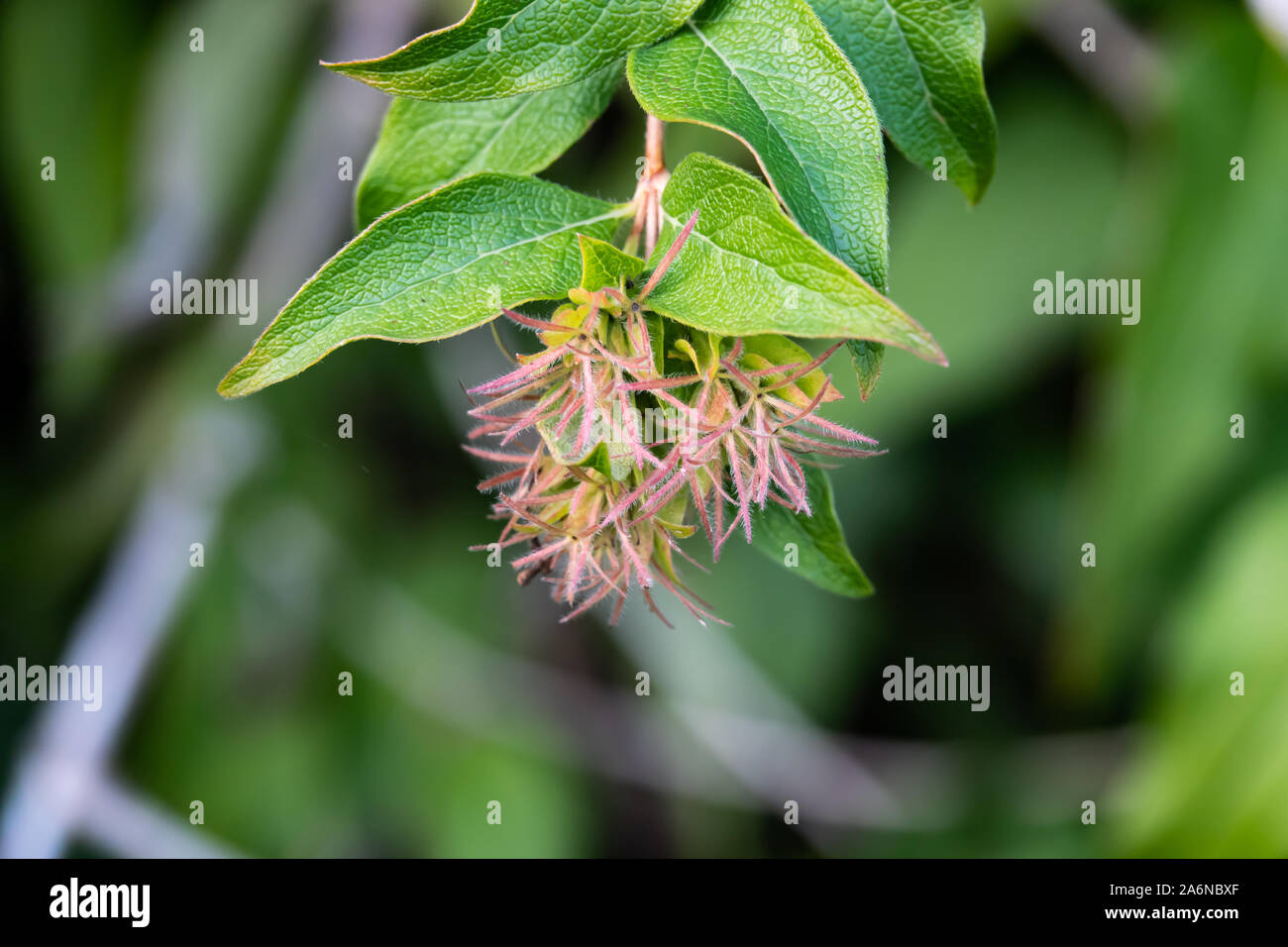 Indische Abelia Kelchblätter im Herbst Stockfoto
