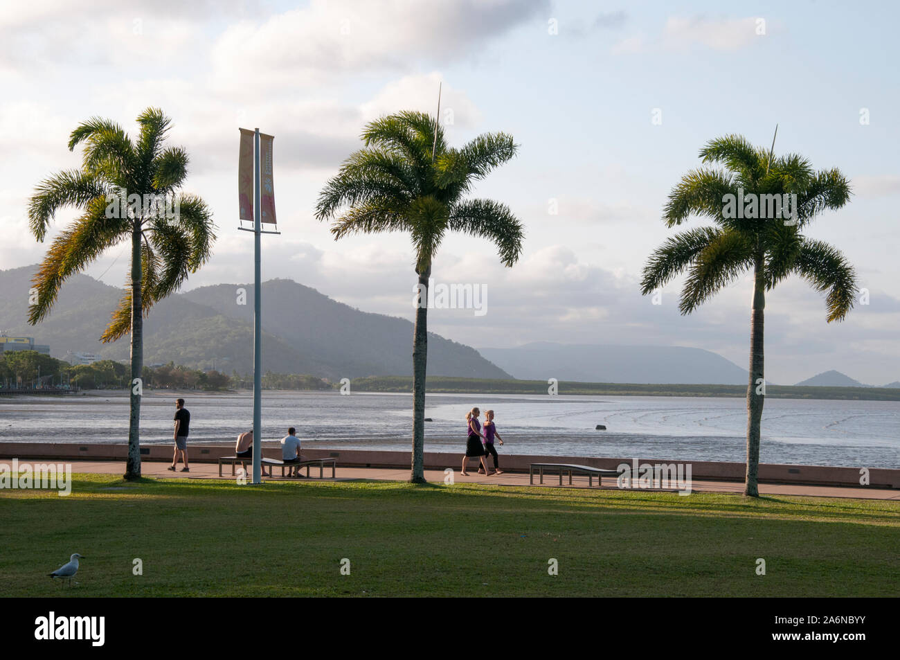 Palmenumsäumte Promenade entlang der Uferpromenade am Cairns, einer touristischen Destination im tropischen Norden von Queensland, Australien Stockfoto