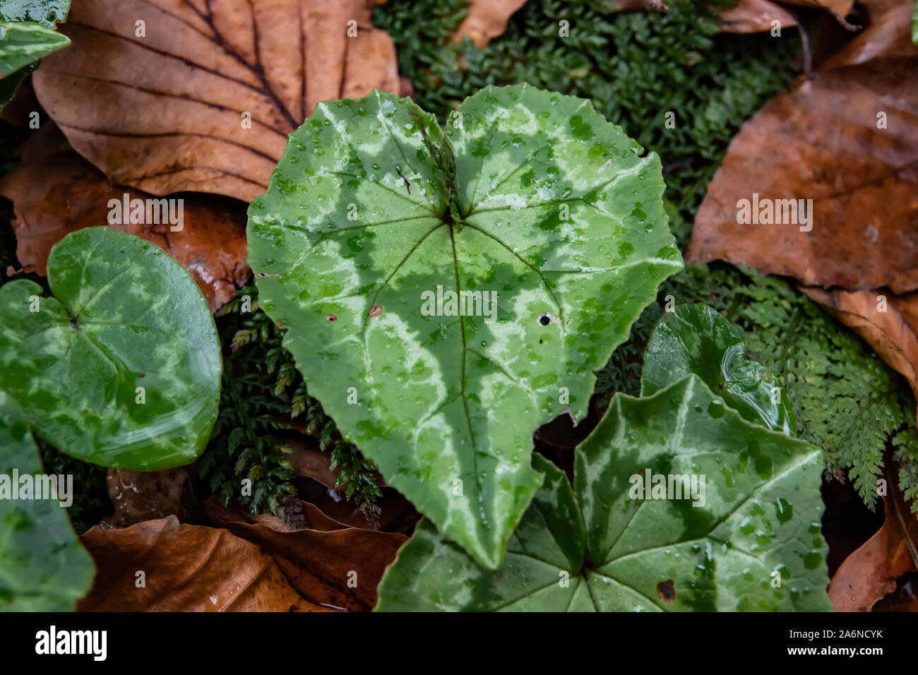 Ivy Leaved Cyclamen Blätter im Winter Stockfoto