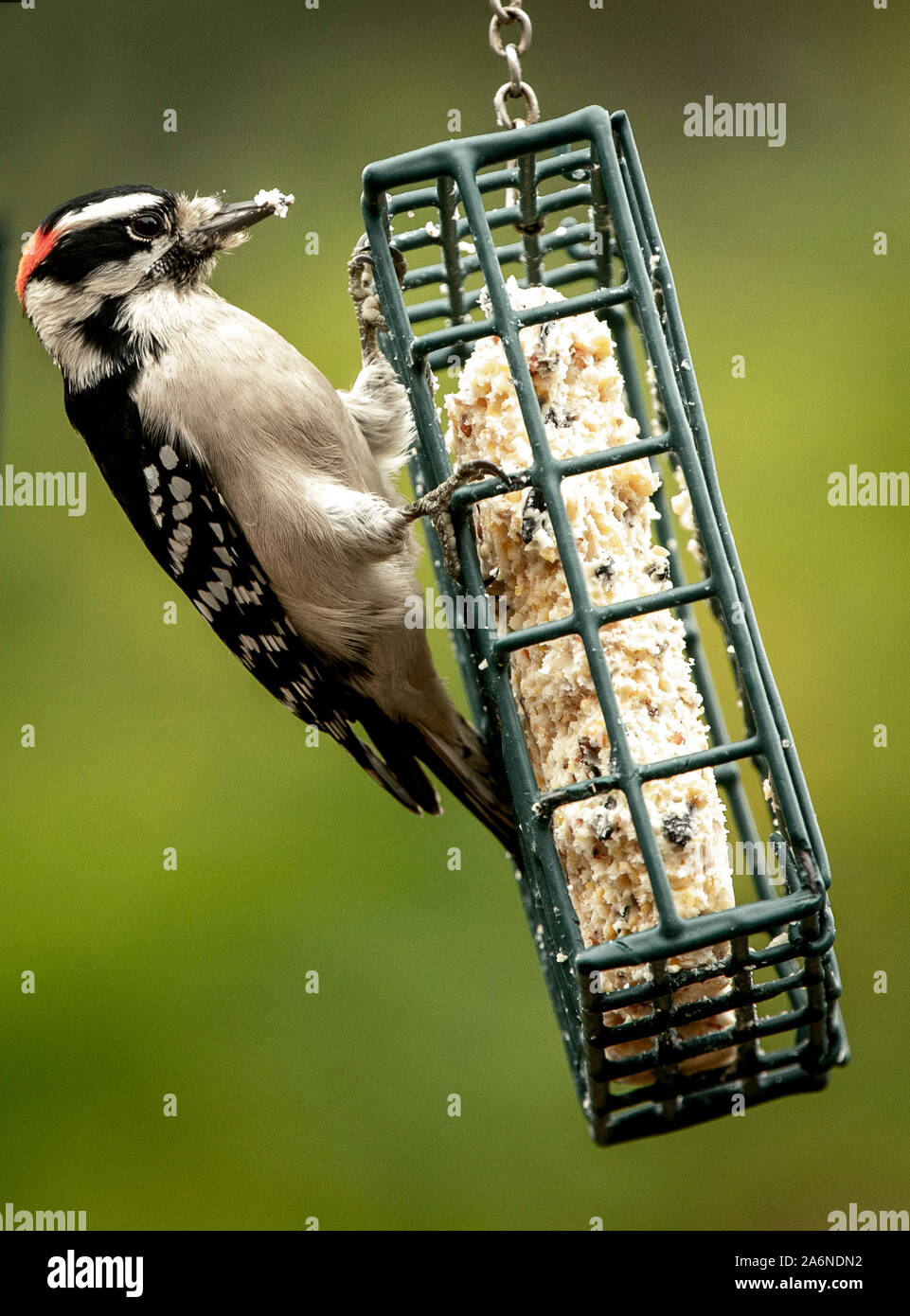 Fest im Griff Stockfoto