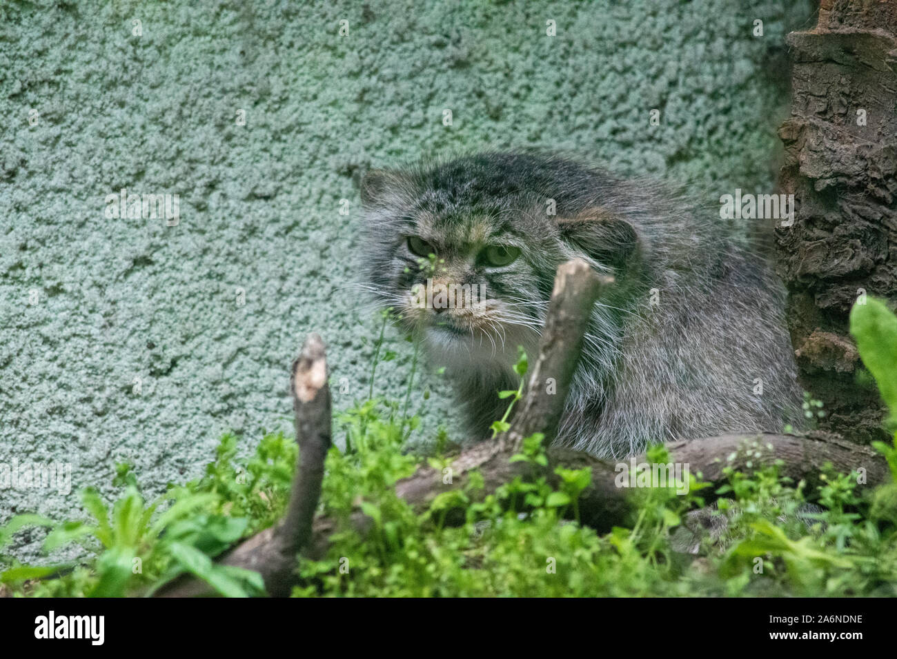 Der Pallas cat (Otocolobus manul manul), auch genannt, ist eine kleine wilde Katze mit einem breiten, aber zersplitterten Verteilung im Grasland und montane St Stockfoto