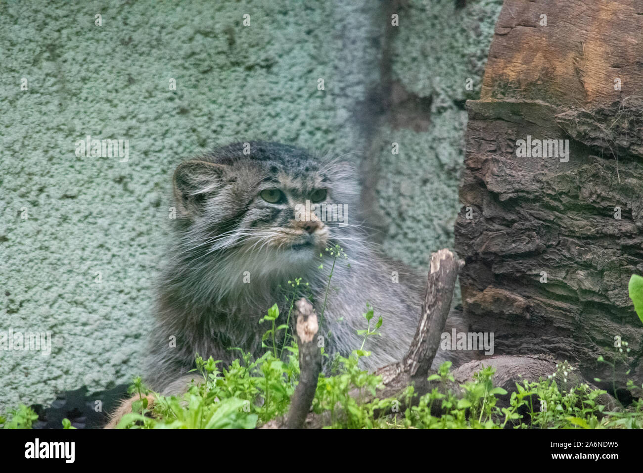 Der Pallas cat (Otocolobus manul manul), auch genannt, ist eine kleine wilde Katze mit einem breiten, aber zersplitterten Verteilung im Grasland und montane St Stockfoto