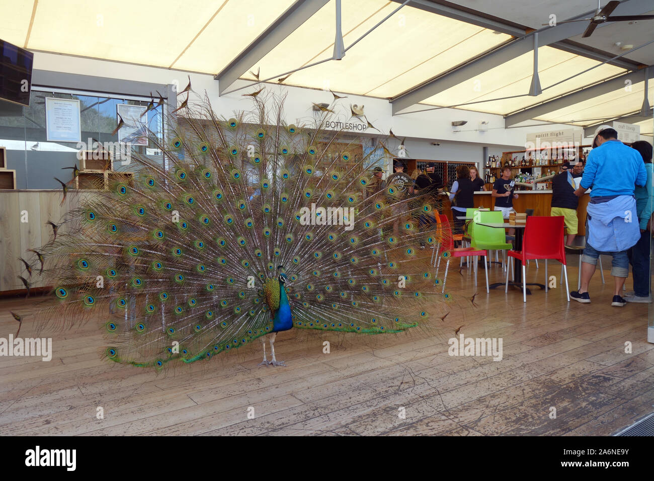 Pfau in der Bar des Hotel, Zutrittsgebühr zur Insel Rottnest, Western Australien anzeigen. Keine MR oder PR Stockfoto