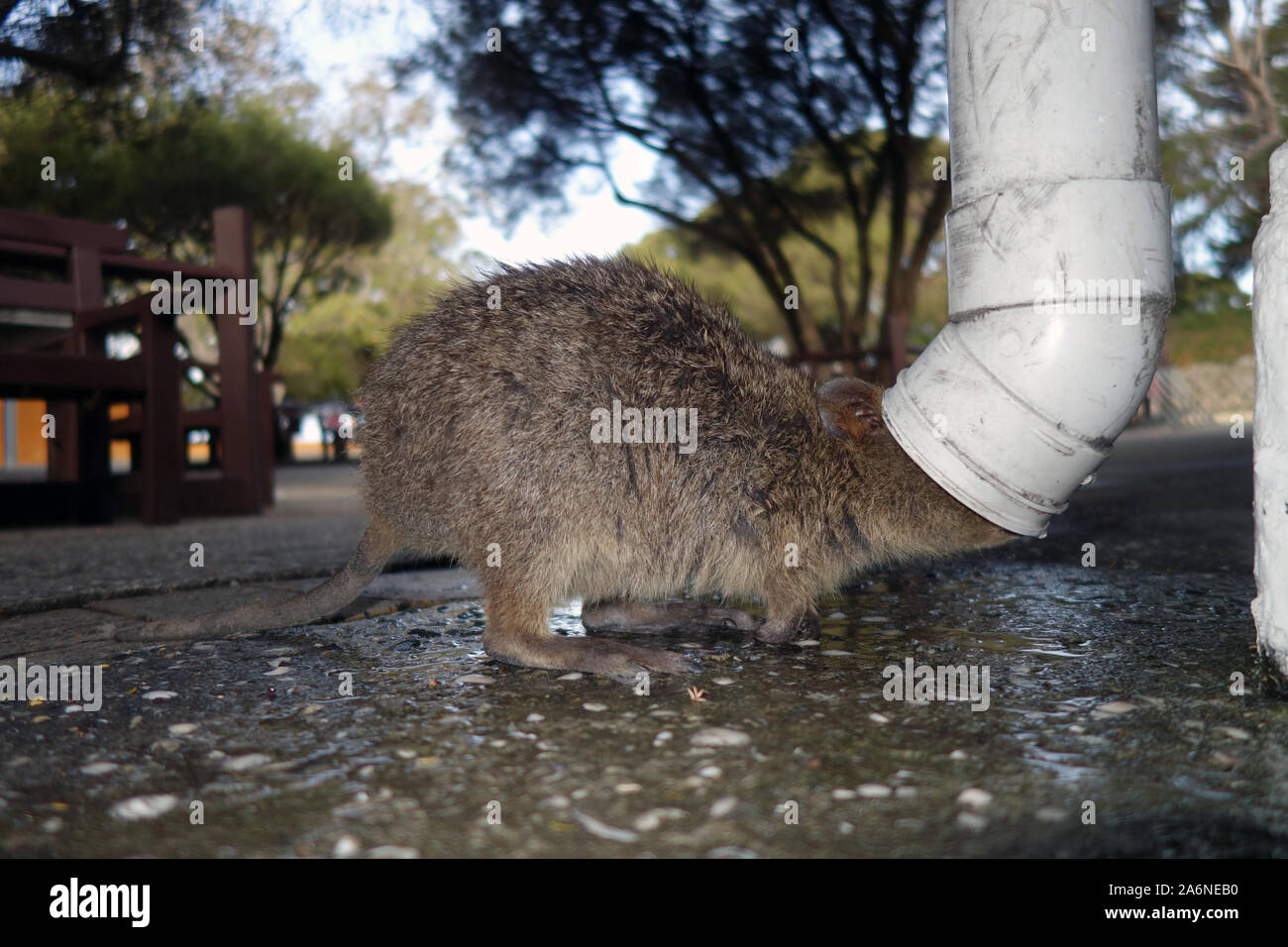 Quokka (Setonix Brachyurus) trinken aus abflußrohr nach kurzen Regendusche, Rottnest Island, Western Australia. Keine PR Stockfoto