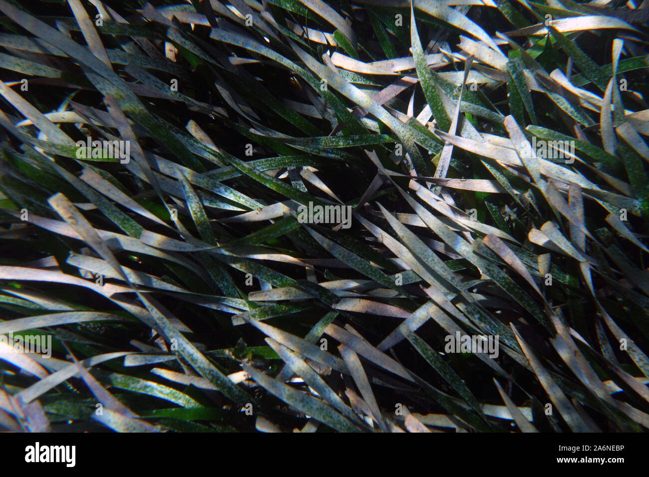 Gesunde Posidonia Seegras Wiese unter Wasser, Rottnest Island, Western Australia Stockfoto