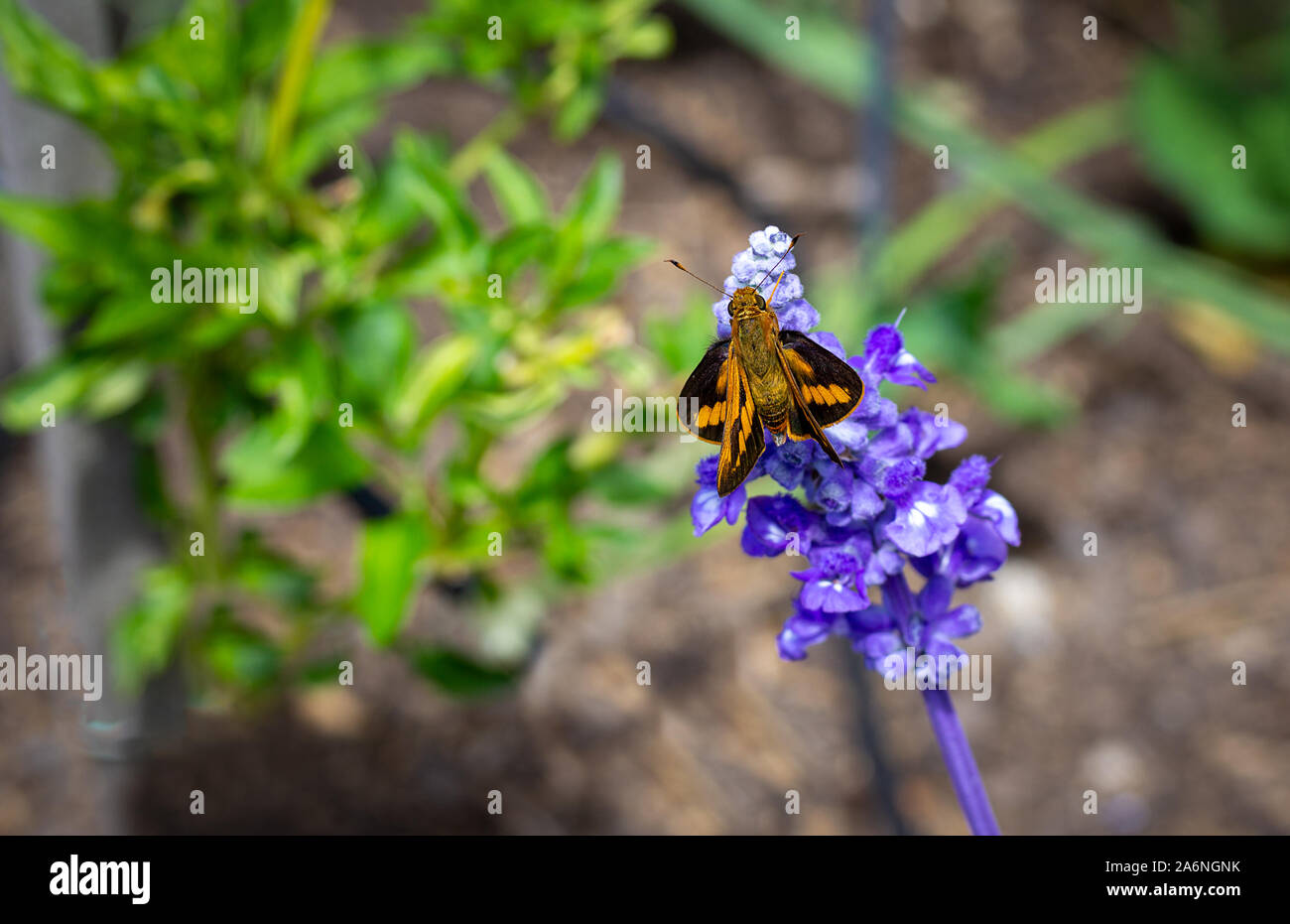 Grünlich Grass-Dart Schmetterling (Ocybadistes chamaecistus sothis), ein braun und orange Australische Grünland skipper Schmetterling in den östlichen und südlichen Au gefunden Stockfoto