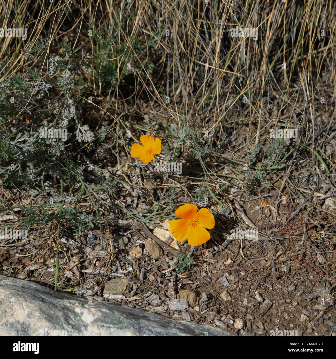 Random Mohn Stockfoto