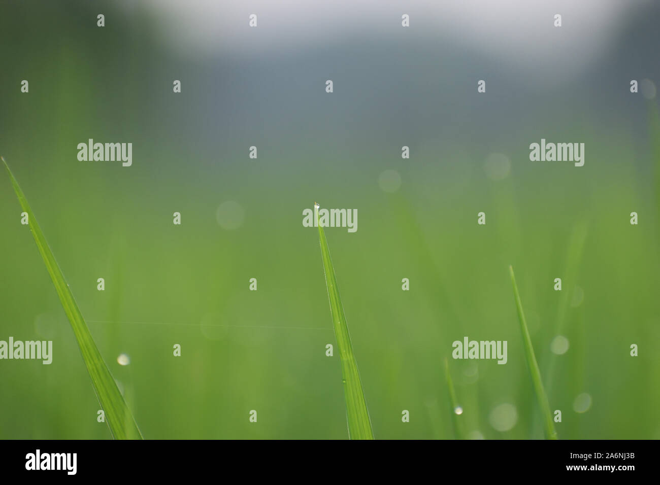 Wassertropfen auf die Tür in Indien oder Nebel auf Paddy Baum Stockfoto