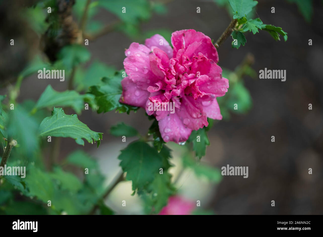 Rose von Sharon hatte „Lucy“, nach einem Regen und mit Ameisen bedeckt,  doppelt versteinelt. Kansas, USA Stockfotografie - Alamy