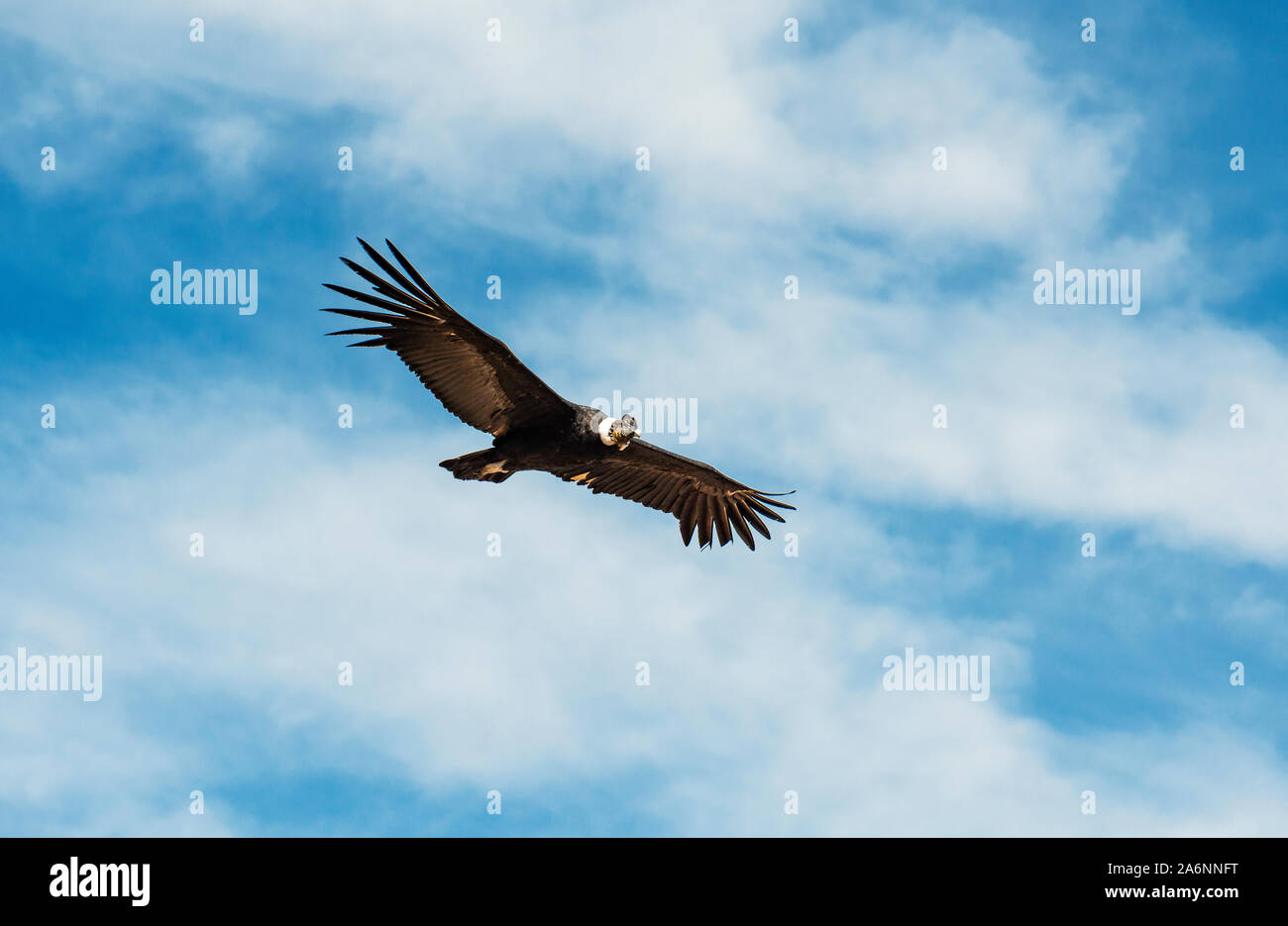 Andenkondor (Vultur gryphus) im Flug, Anden, Colca Canyon, Arequipa, Peru. Stockfoto