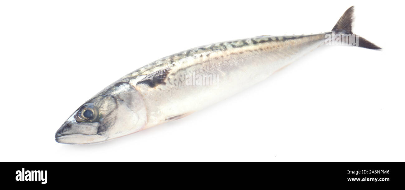 Ganze frische Makrelen isoliert auf weißem Stockfoto