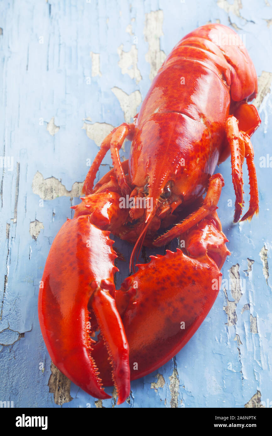 Ganze Red Lobster auf einem blauen Hintergrund aus Holz Stockfoto