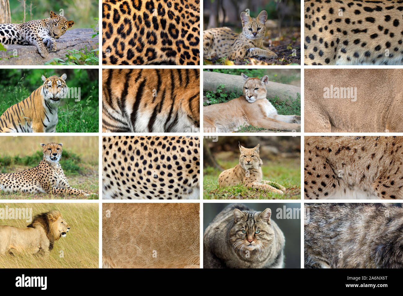 Sammlung von acht Wilde Katzen Tiere und ihre wahre Haut Fell Texturen Stockfoto