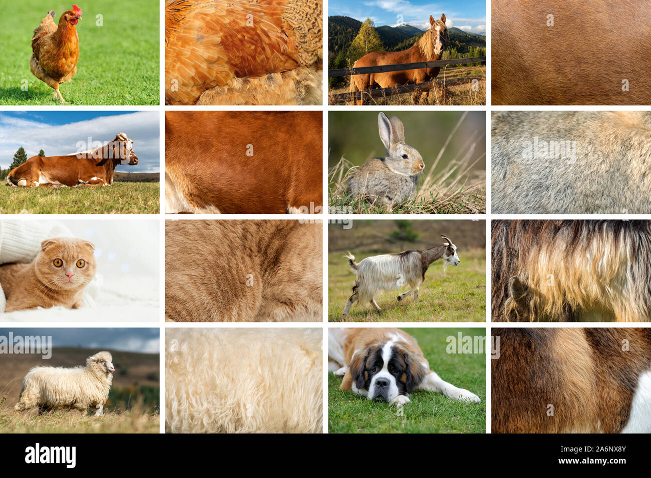 Sammlung von acht Farm und Home Tiere und ihre wahre Haut Fell Texturen Stockfoto