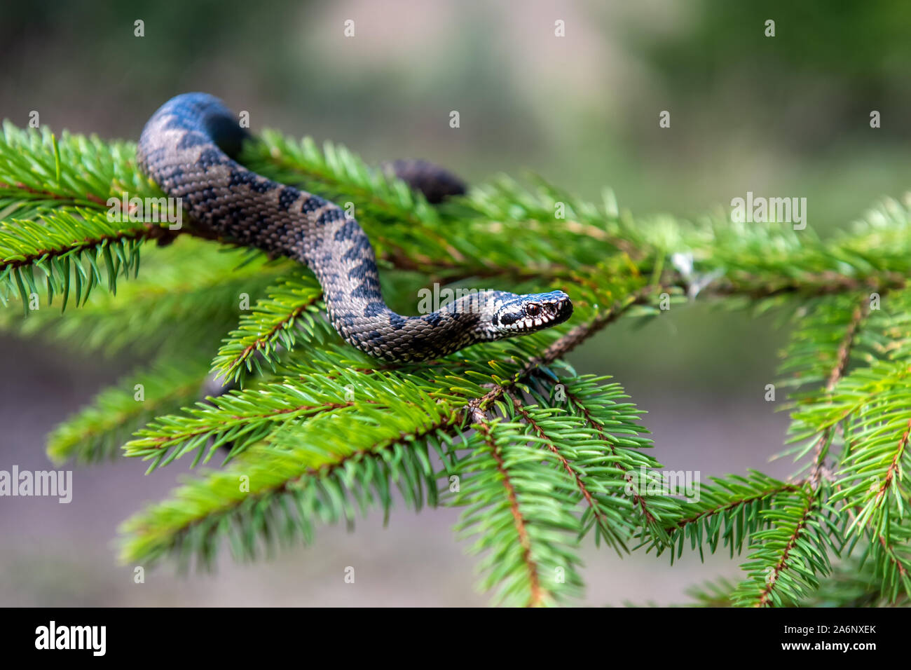 Closeup Schlange giftige Viper im Sommer auf Zweig des Baumes. Vipera berus Stockfoto