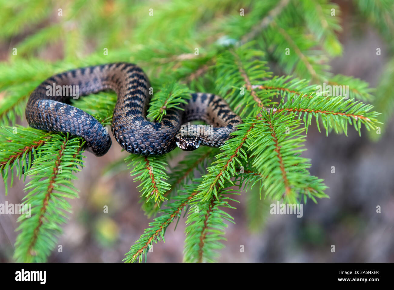 Closeup Schlange giftige Viper im Sommer auf Zweig des Baumes. Vipera berus Stockfoto