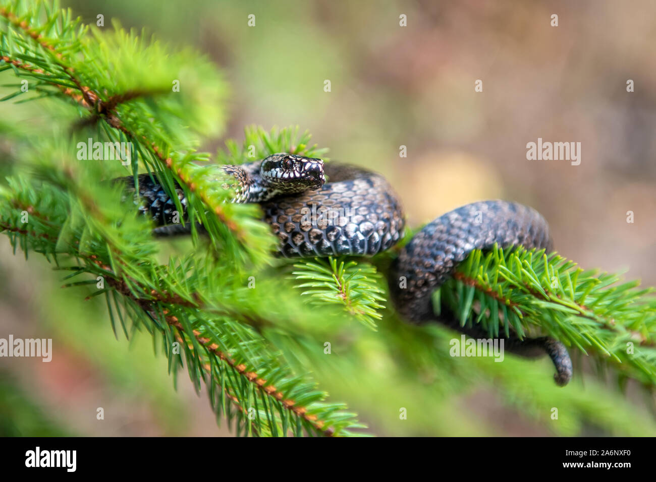 Closeup Schlange giftige Viper im Sommer auf Zweig des Baumes. Vipera berus Stockfoto
