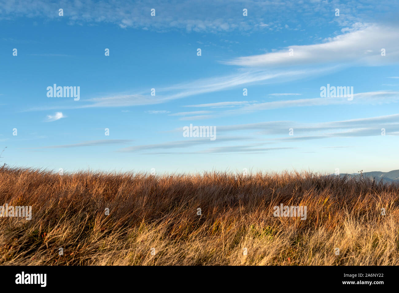 Hohes trockenes Gras sway im Wind auf blauen Himmel Hintergrund Stockfoto