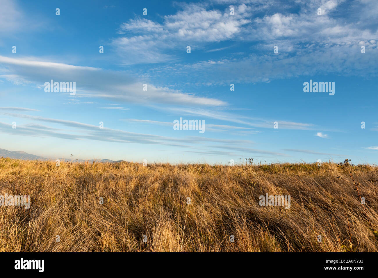 Hohes trockenes Gras sway im Wind auf blauen Himmel Hintergrund Stockfoto