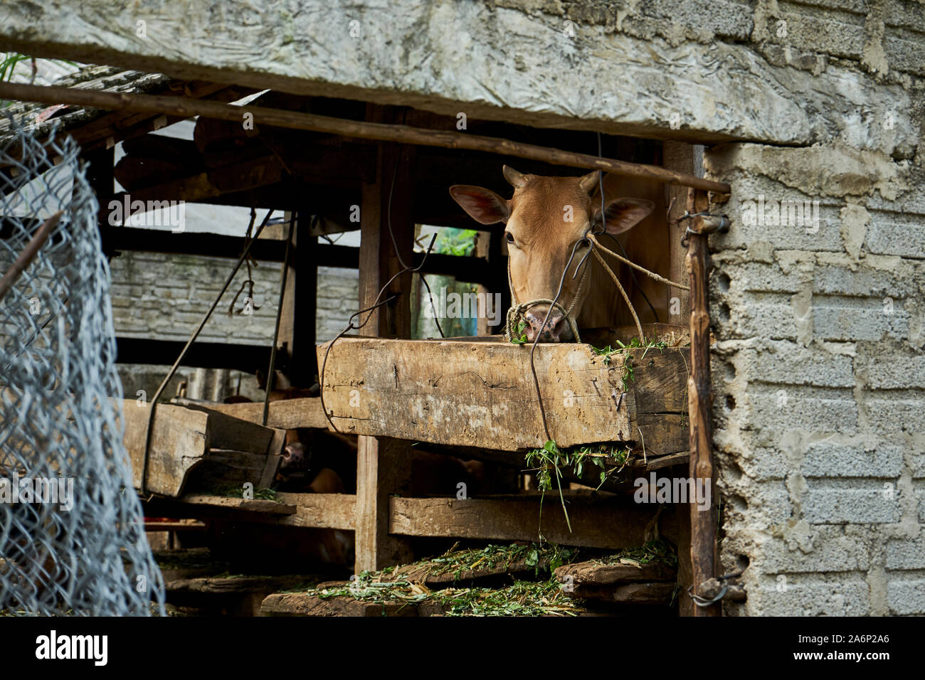 Kuh im Stall Stockfoto