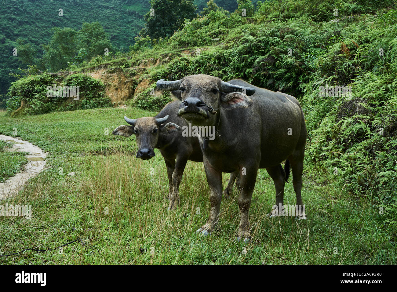 Vietnamesische Kühe Stockfoto