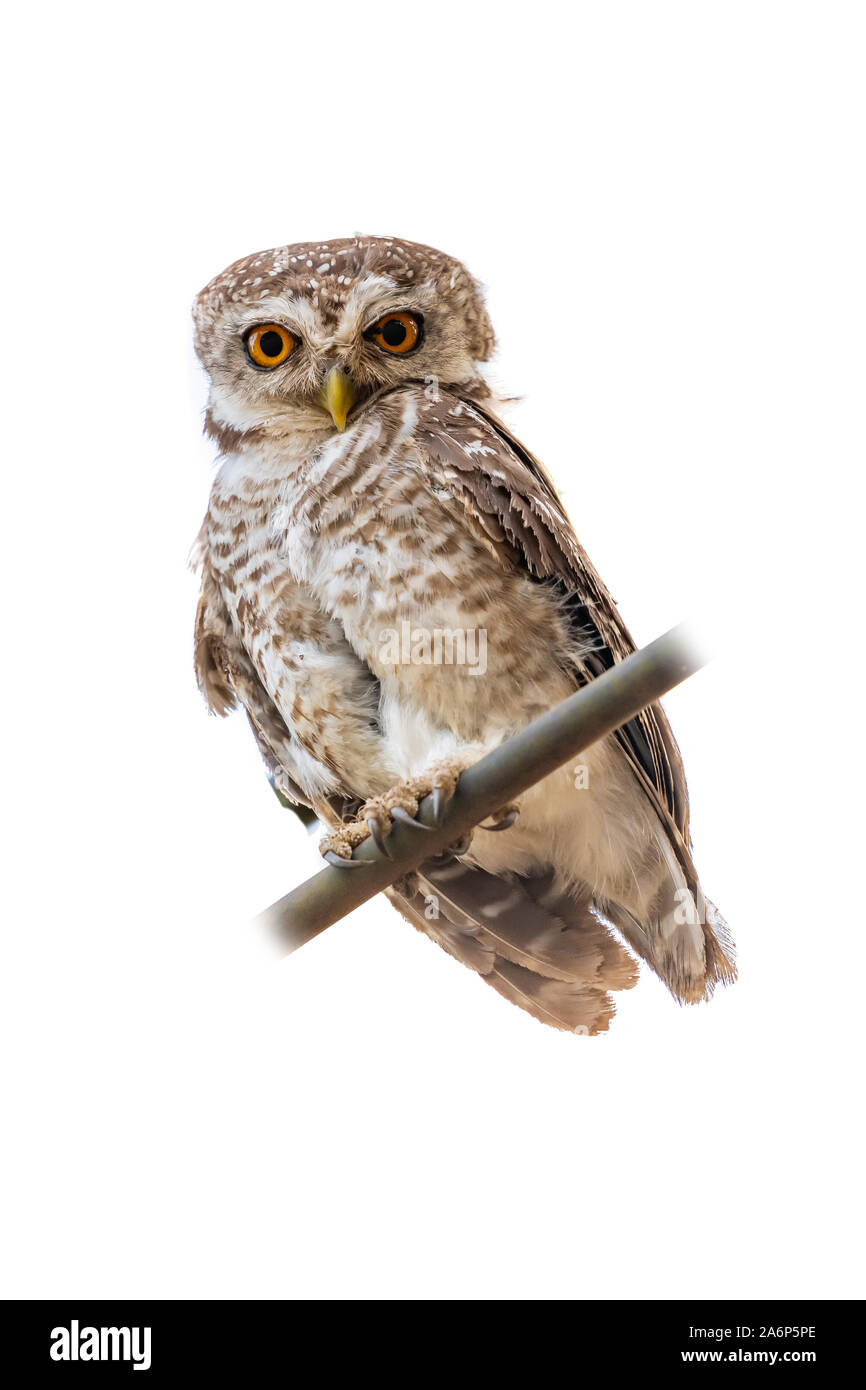 Gefleckte Owlet hocken auf Barsch in die Ferne auf weißem Hintergrund suchen Stockfoto