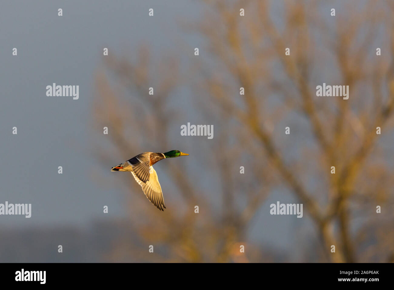 Flying männliche Stockente (Anas platyrhynchos) vor der Baum im Morgenlicht Stockfoto