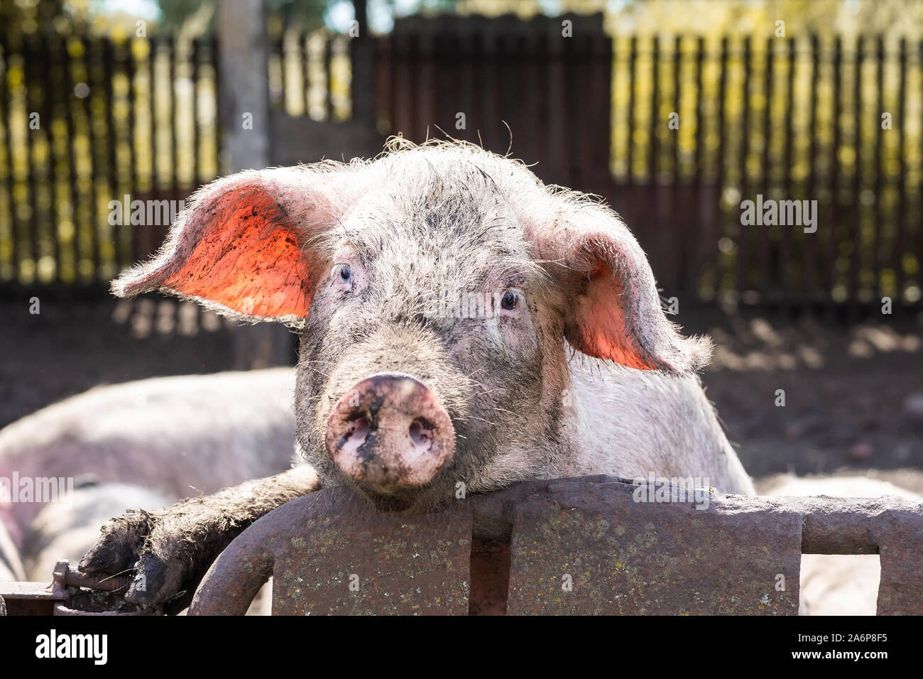 Dreckiges Schwein Wer ist neugierig, auf dem Zaun, Schwein in die Kamera lächeln Stockfoto