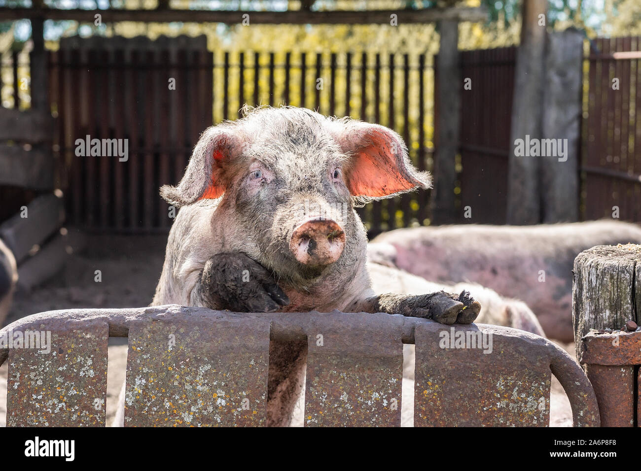 Dreckiges Schwein Wer ist neugierig, auf dem Zaun, Schwein in die Kamera lächeln Stockfoto