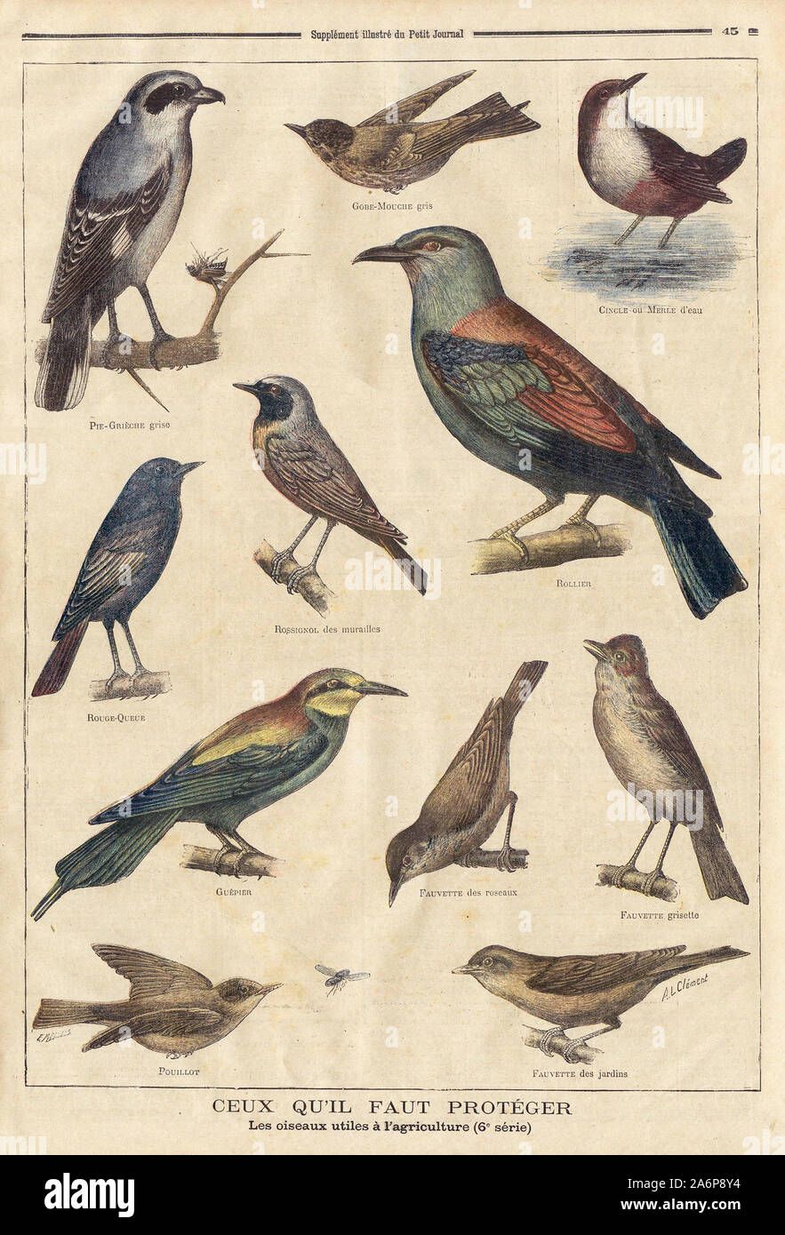 Grise ROUGE-QUEUE Supplément du Petit Journal illustré GOBE-MOUCHE gris ROSSIGNOL Les Murailles des roseaux FAUVETTE grisette FAUVETTE des Jardins CEUX QU'IL FAUT PROTÉGER Les Oiseaux utiles à l'agriculture (6e Série) - grau rot-QUEUE illustrierte Beilage der Petit Journal GOBE-MOUCHE grau ROSSIGNOL der Wände FAUVETTE des Schilf FAUVETTE grisette der Gärten WAS SIE BRAUCHEN zum Schutz der Vögel, die nützlich sind für Landwirtschaft (6. Reihe) - In "Le Petit Journal" Französische illustrierte Zeitung Stockfoto