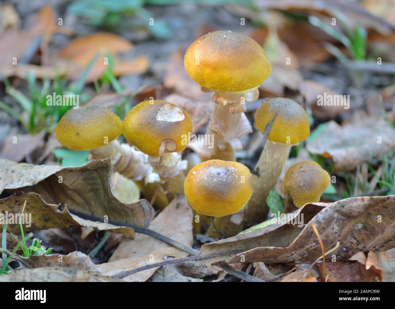 Honig - Armillaria Mellea Pilze Stockfoto