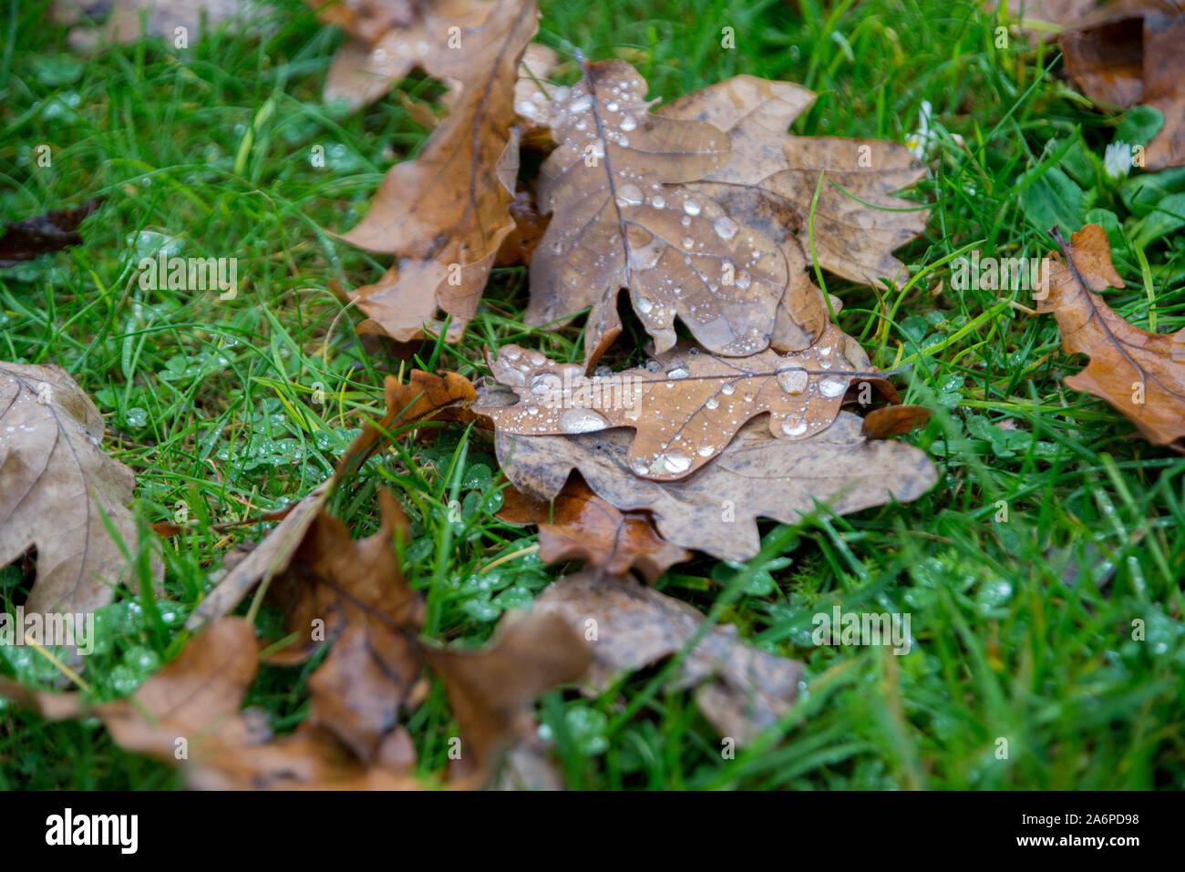 Braune Blätter und Wassertropfen auf grünem Gras Stockfoto