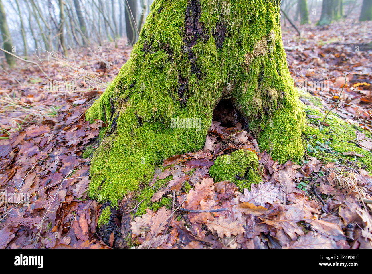 Moos auf einer Amtsleitung in den Wald Stockfoto