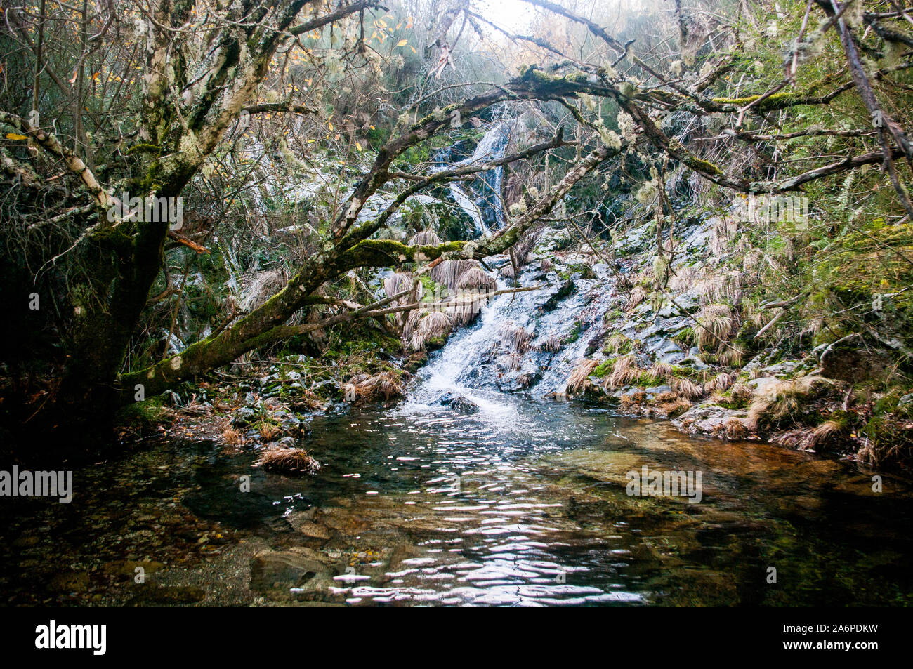 Forest River Stockfoto Forest River Stockfoto