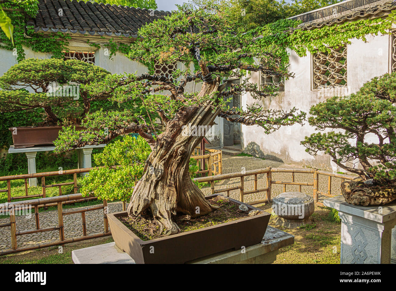 Bonsai Baum in der Liu Garten in Suzhou Stockfoto