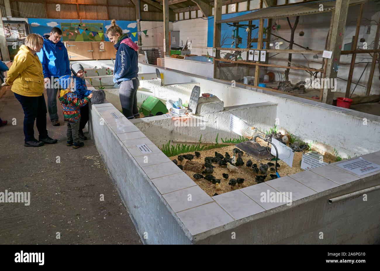 Brutplatz in Auchingarrich Wildlife Center, wo die Besucher können die Küken, Kaninchen, Meerschweinchen und Schildkröten Griff, Schottland Stockfoto