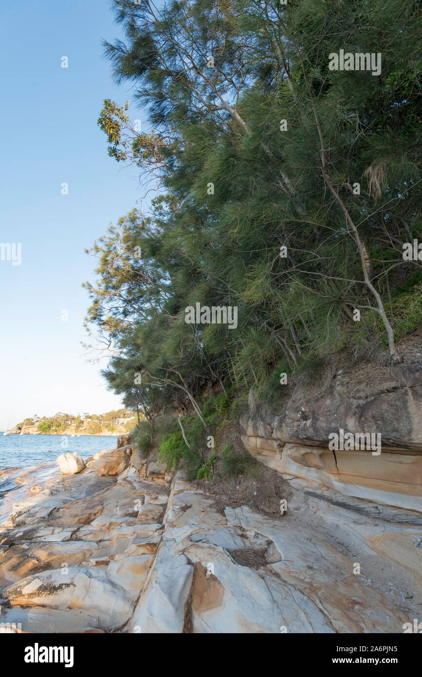 Golden Sandstein und kleinen Nielsen Park Sie - Eichen (Allocasuarina portuensis) Linie der nördlichen Küste des Gunyah Strand, Bundeena, Sydney, Australien Stockfoto
