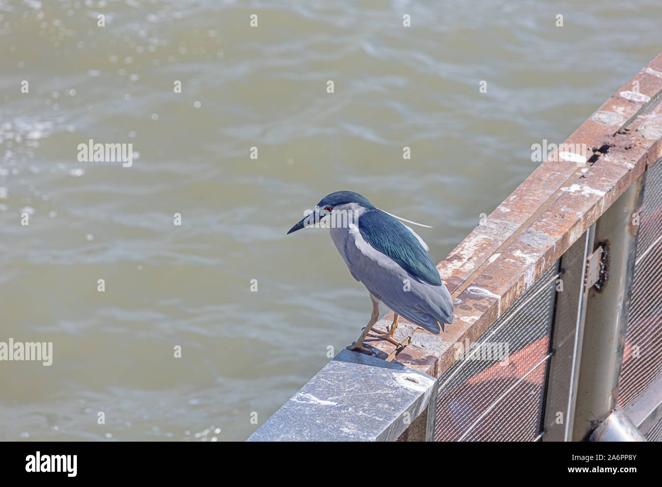 Kingfisher ruht auf einem Kai in der Nähe des Bund in Shanghai. Stockfoto