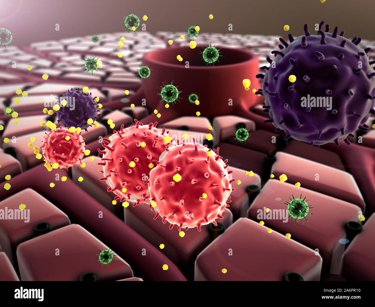 Struktur der Leber, Immunsystem, Leber Oberfläche, Leberzellen, Erkrankungen der Leber, Leber Struktur, Stockfoto