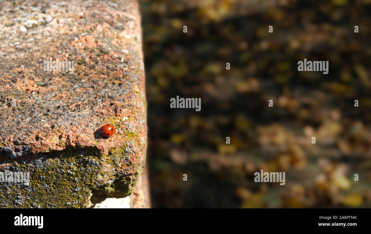 Eine kleine Marienkäfer hebt die letzten Sonnenstrahlen im Herbst Stockfoto