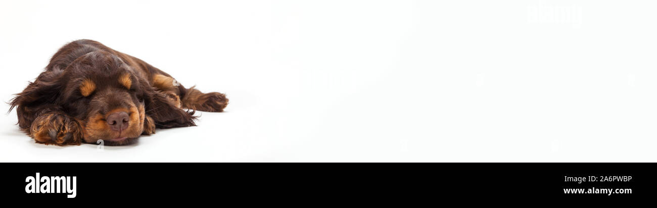 Panorama mit weißem Hintergrund süße Cocker Spaniel Welpe Hund schläft. Panoramablick Web Banner mit kopieren. Stockfoto