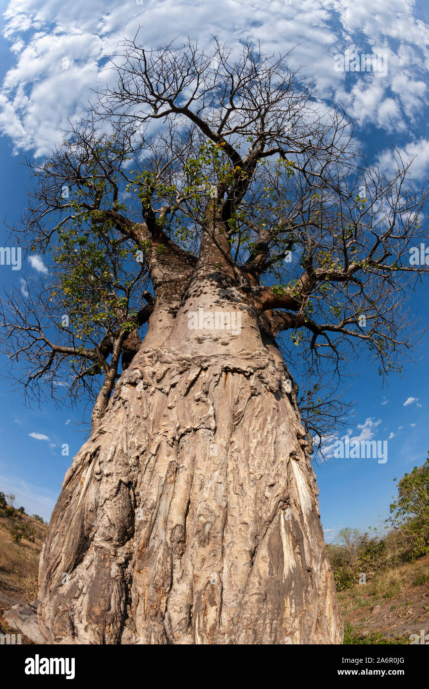 Affenbrotbaum (Adansonia digitata) im Okavango Delta in Botswana, Afrika. Stockfoto