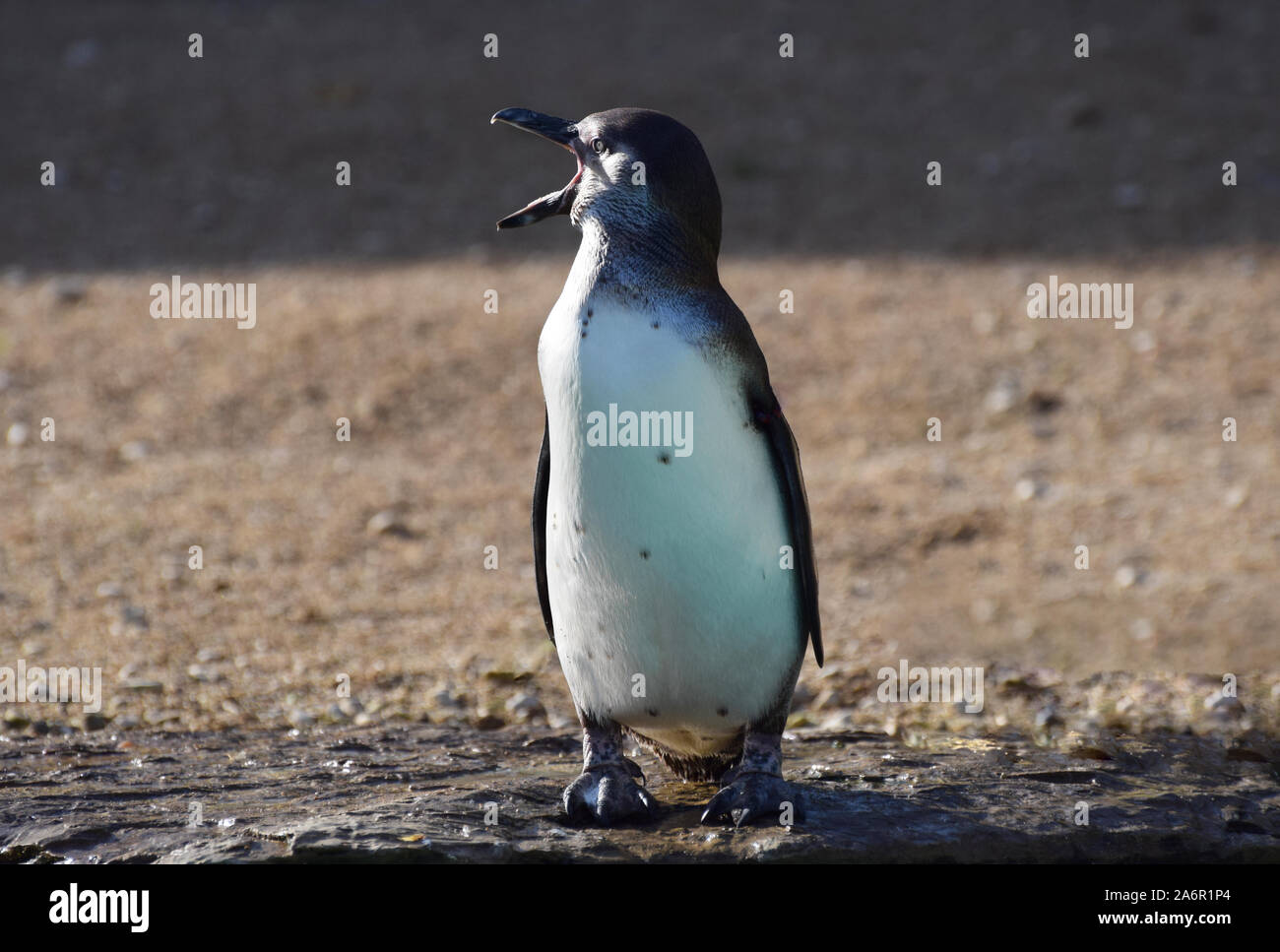 Humboldt-Pinguin schaut nach links und ruft mit offenem Schnabel Stockfoto