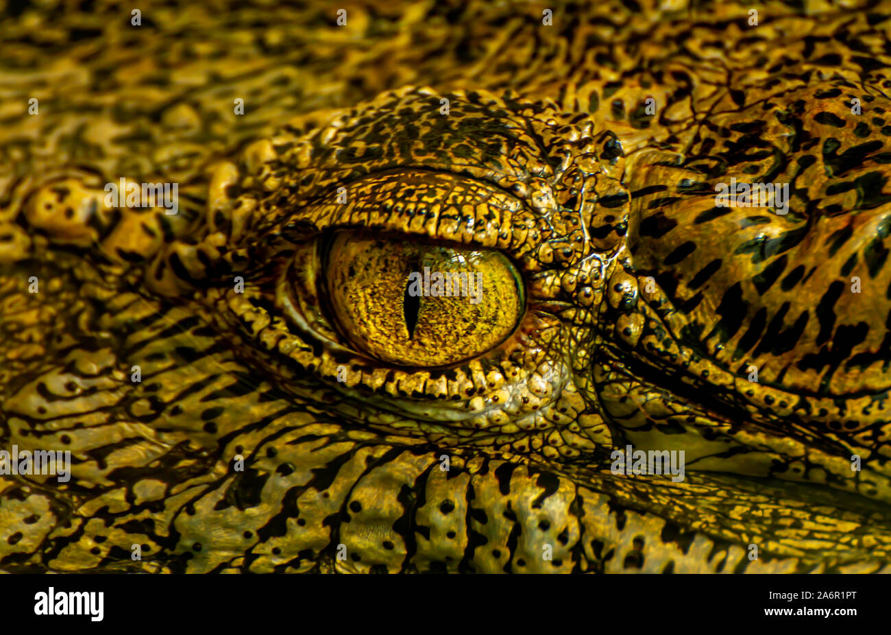 Reptil-Auge Stockfoto