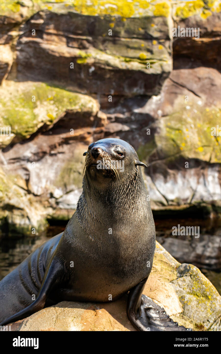 Südamerikanische Fell Dichtung warten auf das Essen im 'Küste' in Torquay, Devon, Großbritannien Stockfoto