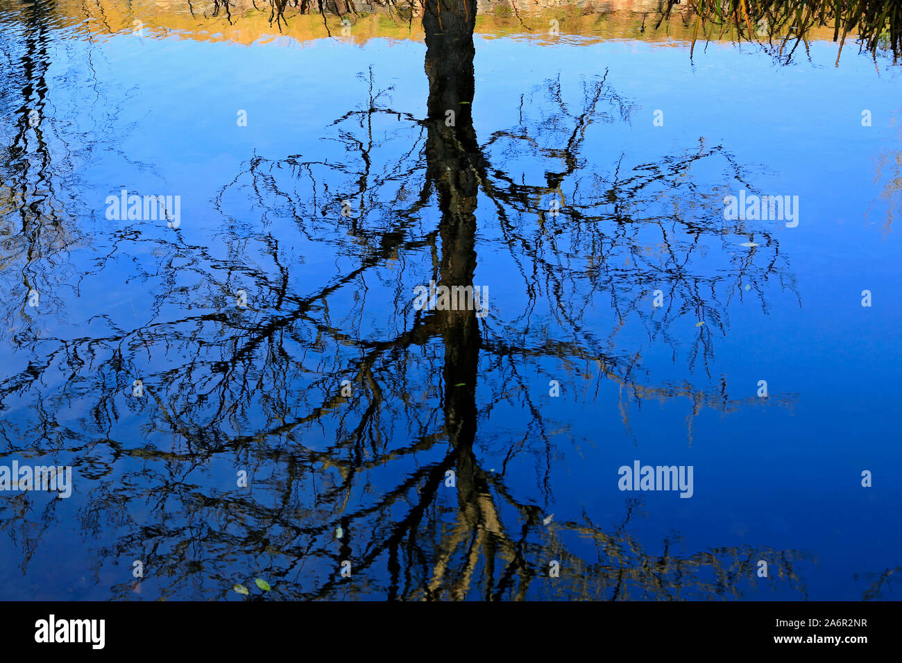 Aus der Natur für den Spiegel. Baum ohne Blätter gespiegelt auf der Oberfläche von einem blauen Teich in den späten Herbst. Stockfoto